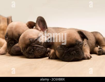 Schläfrig Französisch Bulldog Welpen. Niedlicher kleiner Welpe. Stockfoto