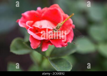 Libelle auf einer roten Rose Nahaufnahme. Libelle genannt cordulegastridae sitzen auf der roten Rose in einem Park. Stockfoto