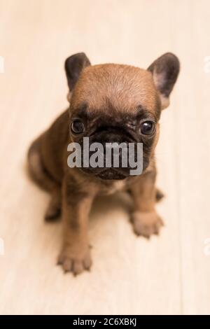 Porträt eines einmonatigen französischen Bulldoggen-Welpen. Niedlicher kleiner Welpe. Stockfoto