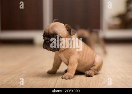 Porträt eines einmonatigen französischen Bulldoggen-Welpen. Niedlicher kleiner Welpe. Stockfoto