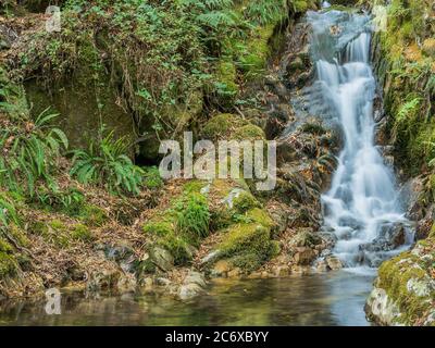 Bach macht einen kleinen Wasserfall im Wald Stockfoto