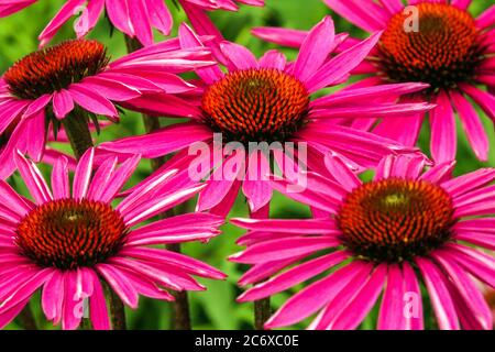 Rose Echinacea Pica Bella Stockfoto