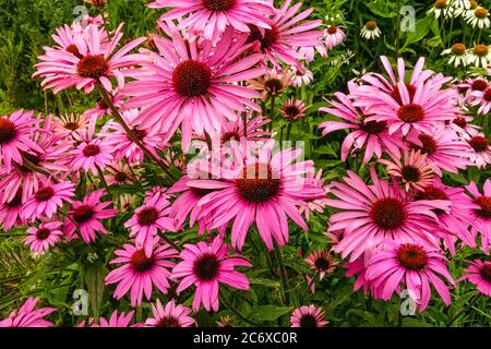 Lila Blütenkäfer Echinacea purpurea Baby Schwan Rosa Stockfoto