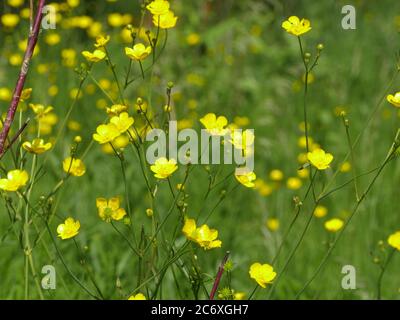 Gelbe Blüten brennenden Butterblume, giftige und pflanzliche Heilpflanze Stockfoto