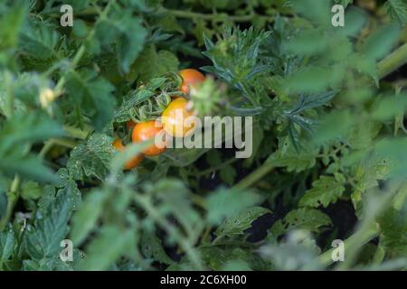 Gesunde Lebensmittel, die Sie in Ihrem Garten wachsen können Stockfoto