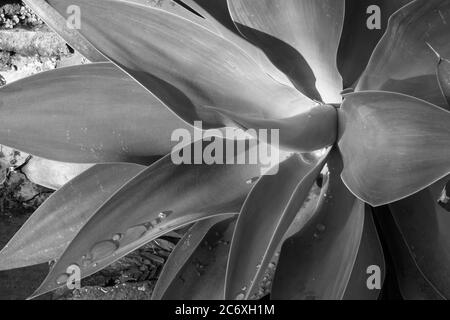 Eine Schwarz-Weiß-Agave-Fotografie Stockfoto