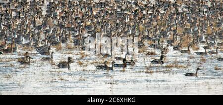 Der südlichste Teil der Klamath Lake march Area im Süden von Oregon, in der Millionen von wilden und Zugvögeln leben Stockfoto