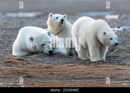 Eisbärmutter und Jungtiere (Ursus maritimus) in Kaktovik, Alaska Stockfoto