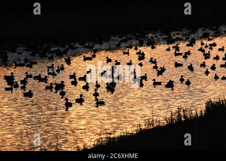 Der südlichste Teil der Klamath Lake march Area im Süden von Oregon, in der Millionen von wilden und Zugvögeln leben Stockfoto