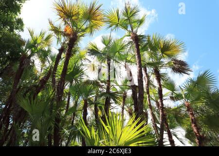 Palmen im Homestead Bayfront Park, Palmen Hintergrund Himmel, Palmen und blauen Himmel, hohe Florida Palmen. Stockfoto