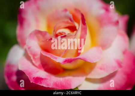 Eine leuchtend rosa Eisbergrose wächst im Rosengarten am Fairhope Municipal Pier, 11. Juli 2020, in Fairhope, Alabama. Stockfoto