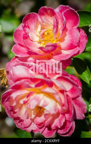 Im Rosengarten am Fairhope Municipal Pier, 11. Juli 2020, in Fairhope, Alabama, wachsen leuchtend rosa Eisbergrosen. Stockfoto