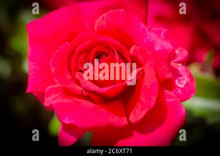 Eine leuchtend rosa Eisbergrose wächst im Rosengarten am Fairhope Municipal Pier, 11. Juli 2020, in Fairhope, Alabama. Stockfoto