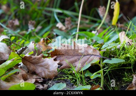 Trockenes Eichenblatt auf den Boden gefallen. Das Foto wurde im Herbst aufgenommen. Stockfoto