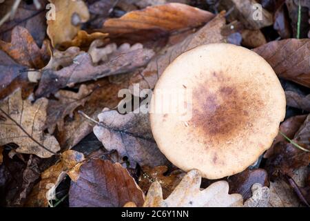 Pilze wachsen unter getrockneten Eichenblättern im Wald. Stockfoto