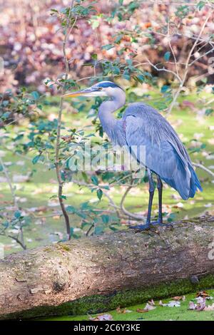 Great Blue Heron (Ardea herodias) steht auf einem gefallenen Baum im Chesapeake und Ohio National Historical Park. Maryland. USA Stockfoto