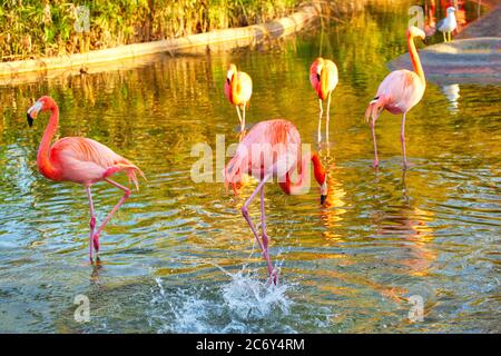 Insel Flamingos . Exotische Vögel im Wasser des Sees Stockfoto