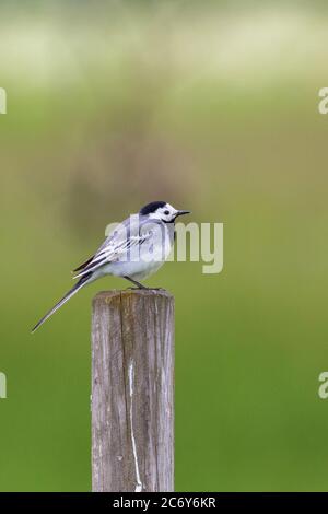 Weißer Wagtail sitzt im Sommer auf einer Stange Stockfoto