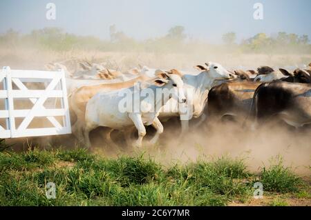 Brahman Rinder laufen, Flucht durch das Tor in Chaco, Paraguay Stockfoto