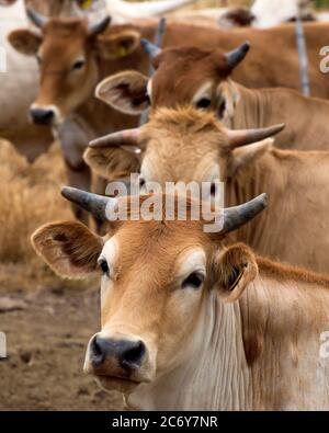 Gehörnte Brahmane Rinder in einer Herde in Paraguay versammelt, Porträt, Nahaufnahme Stockfoto