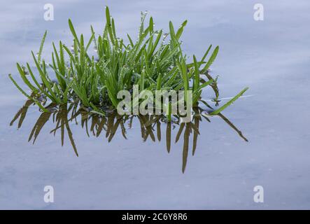 Morgen Tröpfchen des Taus sammeln sich auf Gras in der Nähe eines Sees in. Stockfoto