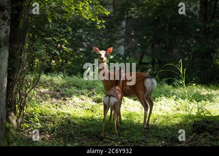 Mutter Hirsch und Fawn in the Wild Blick auf die Kamera in einem Wald Stockfoto