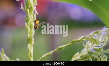 Honigbiene sammelt Pollen von einer Maiskolben Stockfoto