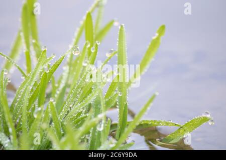 Morgen Tröpfchen des Taus sammeln sich auf Gras in der Nähe eines Sees in. Stockfoto
