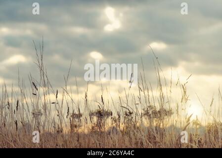 Malerische Landschaften der landwirtschaftlichen Wiese in der Dämmerung Licht. Stockfoto