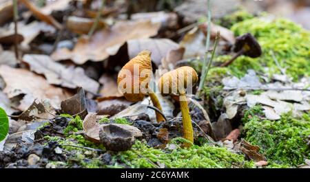 Pilze wachsen unter getrockneten Eichenblättern im Wald. Stockfoto