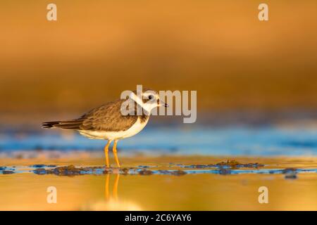 Niedlicher kleiner Vogel. Gelber Sandhintergrund. Vogel: Gemeiner Ringelpfeifer. Charadrius hiaticula. Stockfoto