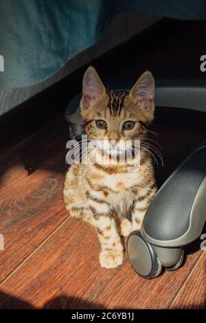 Niedliche bengal Kätzchen Katze sitzt auf dem Boden unter Stuhl zu Hause Stockfoto