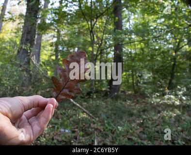 Trockenes Eichenblatt auf den Boden gefallen. Das Foto wurde im Herbst aufgenommen. Stockfoto