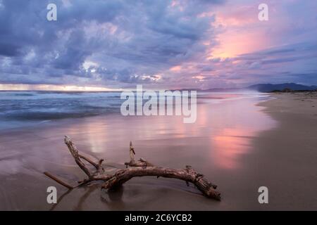 Driftwood on the Beach in Barra de Potosi, Guerrero, Mexiko Stockfoto