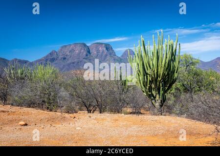 Kaktus und Berge bei Infiernillo in Michoacan, Mexiko. Stockfoto