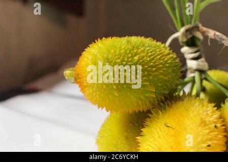 Stachelige Anlage, frisches stachelige Kürbisse neues Image Stockfoto