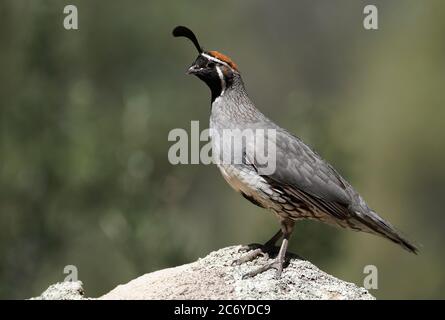 Ein männlicher Gambel's Quail findet einen Höhepunkt, um zu beobachten, wie seine Familie isst. Stockfoto