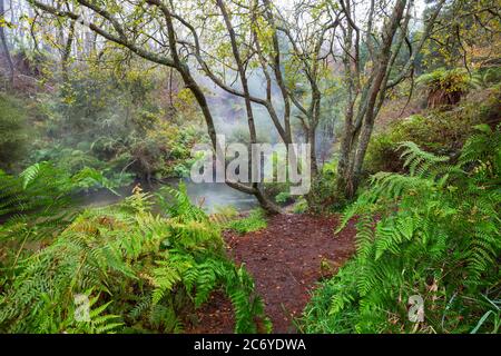 Thermalwasserfall auf Kerosin Creek, Rotorua, Neuseeland. Ungewöhnliche Naturlandschaften Stockfoto