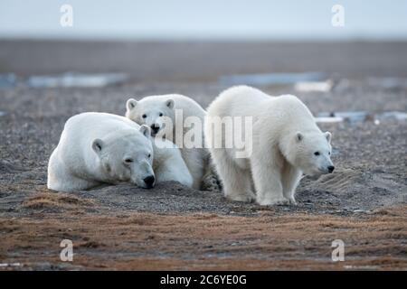 Eisbärmutter und Jungtiere (Ursus maritimus) in Kaktovik, Alaska Stockfoto