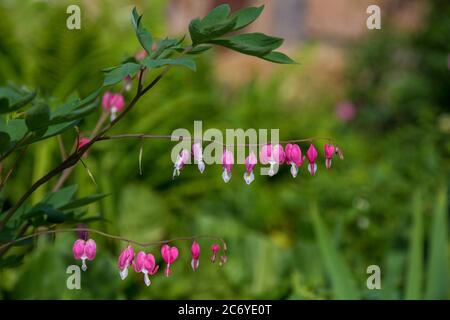 Rosa blutende Herzblume Lamprocapnos spectabilis Garten Stockfoto