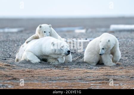 Eisbärmutter und Jungtiere (Ursus maritimus) in Kaktovik, Alaska Stockfoto