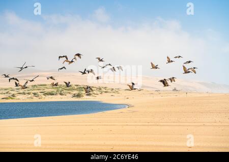 Leerer Sandstrand und eine Menge fliegender Pelikane, Kalifornien Stockfoto