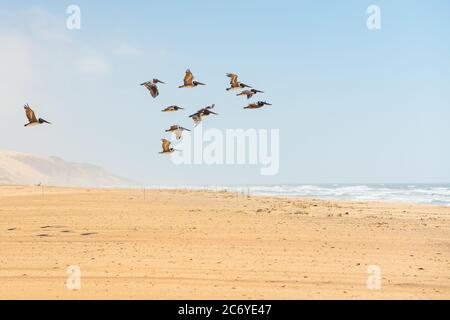 Schar von fliegenden Pelikanen, Sanddünen und bewölktem Himmel im Hintergrund, kalifornische Küste Stockfoto