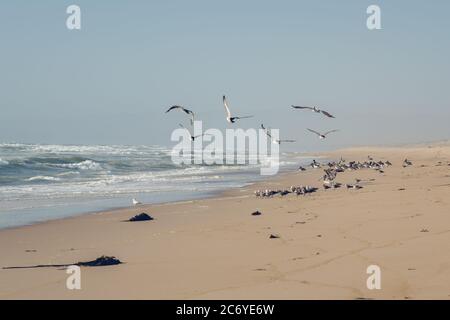 Vogelschar am Strand. Pelikane und Möwen. Stürmische Wellen und klarer blauer Himmel auf dem Hintergrund Stockfoto