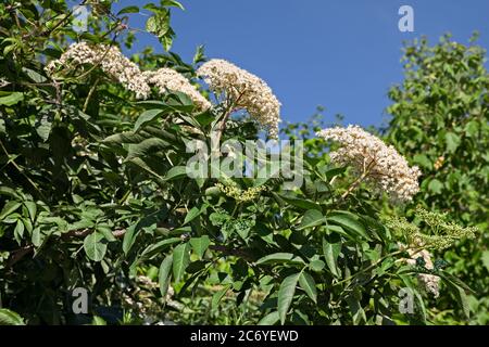 Sambucus nigra auch Holunder, Holunder, Schwarzelder genannt. Blumen werden in der Küche und in der traditionellen Medizin für Bronchitis, Husten, Erkältung, Grippe verwendet Stockfoto