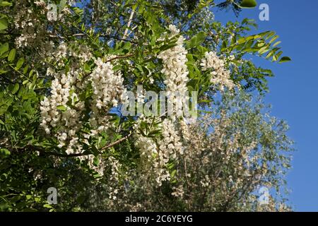 Weiße blühende Robinia pseudoacacia, auch schwarze Heuschrecke oder falsche Akazie genannt. Die Blüten sind essbar und werden gebraten oder zur Zubereitung von Marmeladen gekocht. Diese t Stockfoto
