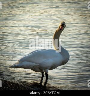 Schwan am Genava-See, Chens sur leman, Haute Savoie, Auvergne Rhone Alpes. Frankreich Stockfoto