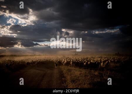 Die Schafe Herde Spaziergänge von einer Strecke von der Straße in der Nähe des Dorfes von Socuellamos, Spanien. Datum: 16-06-2016. Fotograf: Xabier Mikel Laburu. Die transhumanz Wanderung dauert Enrique Belinchon, seinem Cousin Alejandro Belinchon, sein Sohn Aitor Belinchon und deren Freund Juan Ahufinger, ihre Herden von Schafen zusammen 400 Km Albarracín Berge in Teruel für den Sommer weiden. Stockfoto