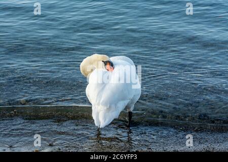 Schwan am Genava-See, Chens sur leman, Haute Savoie, Auvergne Rhone Alpes.Frankreich Stockfoto