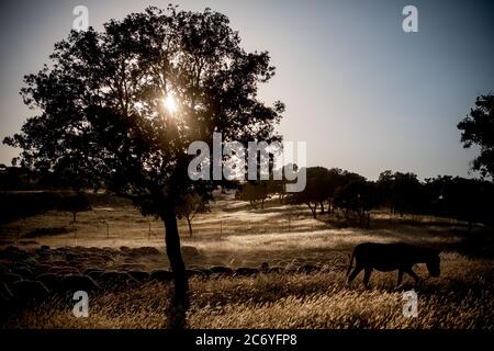 Der Esel geht vor den Schafen auf der Cañada Real in der Nähe von Aldeaquemada, Spanien. Datum: 08-06-2016. Fotograf: Xabier Mikel Laburu. Die transhumanz Wanderung dauert Enrique Belinchon, seinem Cousin Alejandro Belinchon, sein Sohn Aitor Belinchon und deren Freund Juan Ahufinger, ihre Herden von Schafen zusammen 400 Km Albarracín Berge in Teruel für den Sommer weiden. Stockfoto